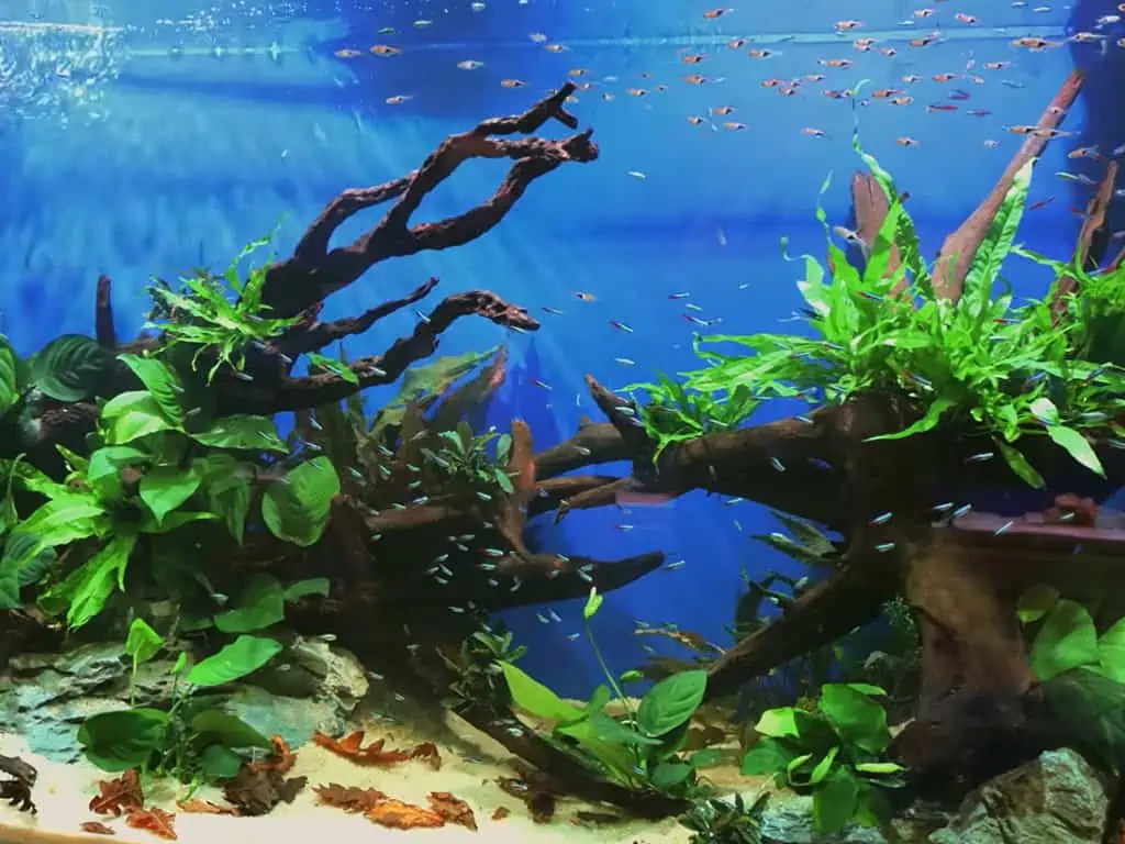 15 Best Top Dwelling Fish for Your Freshwater Aquarium