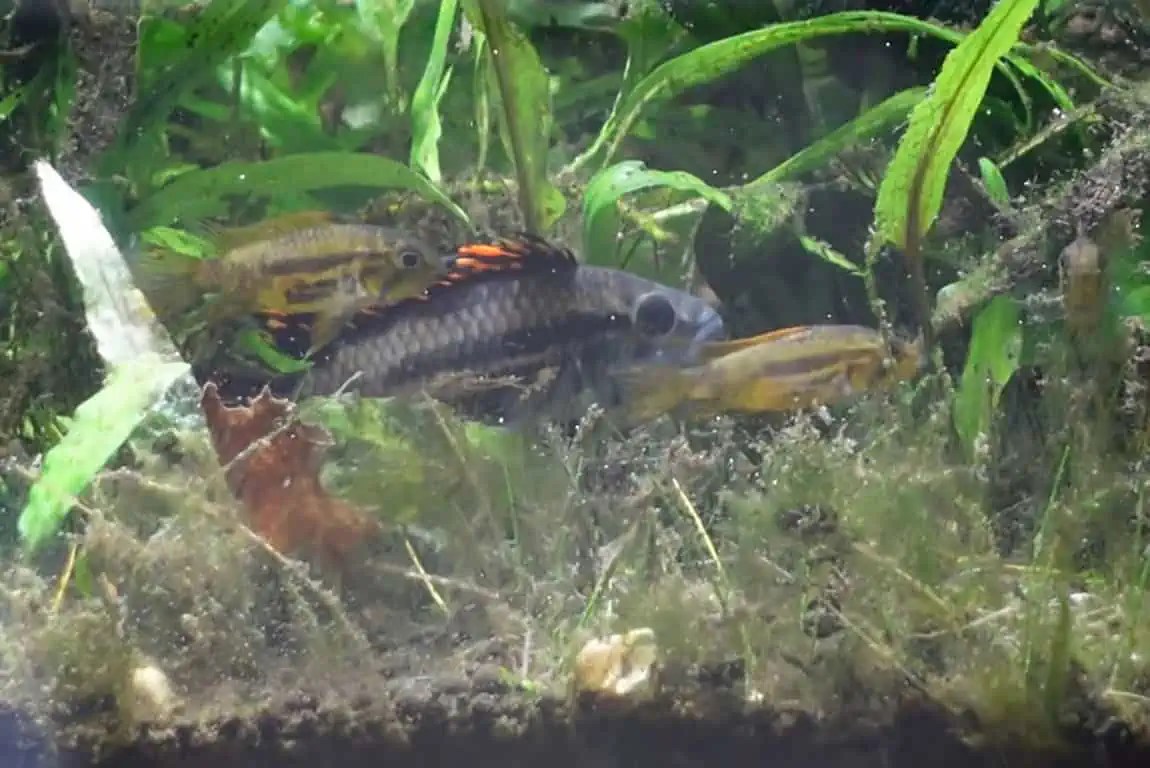 Aquarium Mulm Is it a Bad Thing?