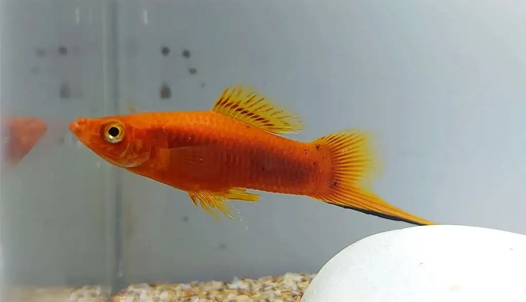 15 Best Top Dwelling Fish for Your Freshwater Aquarium