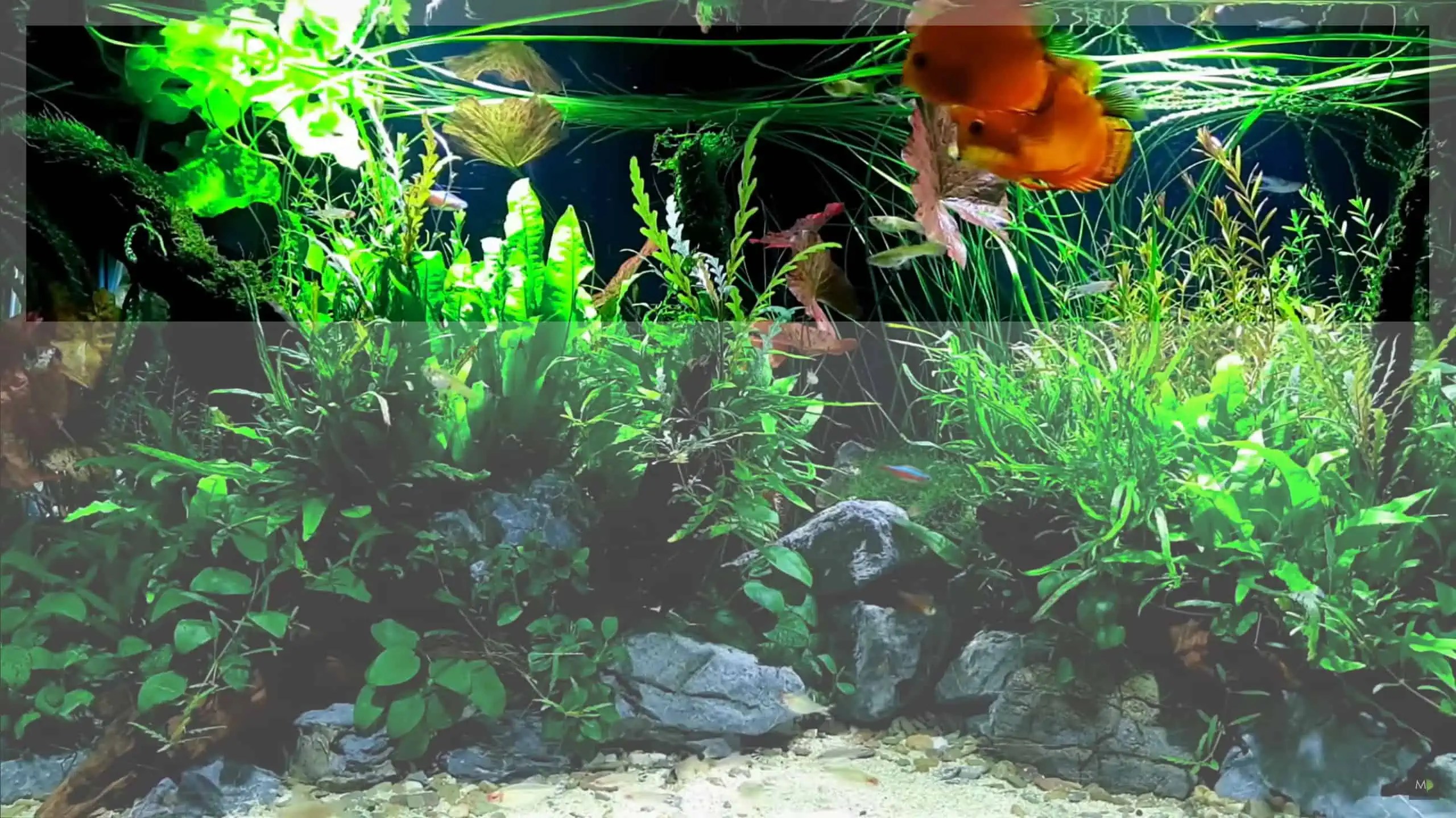 15 Best Top Dwelling Fish for Your Freshwater Aquarium