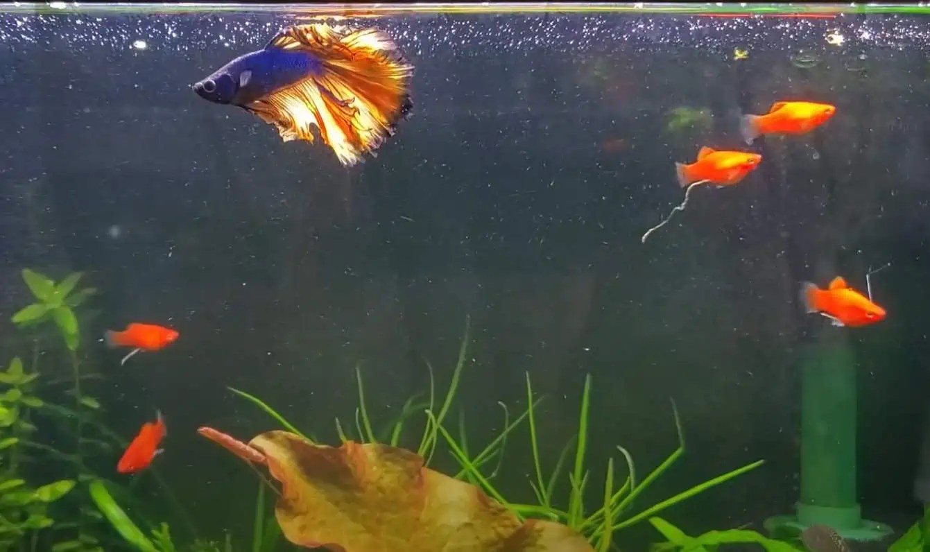 Centerpiece Fish for Different Tank Sizes