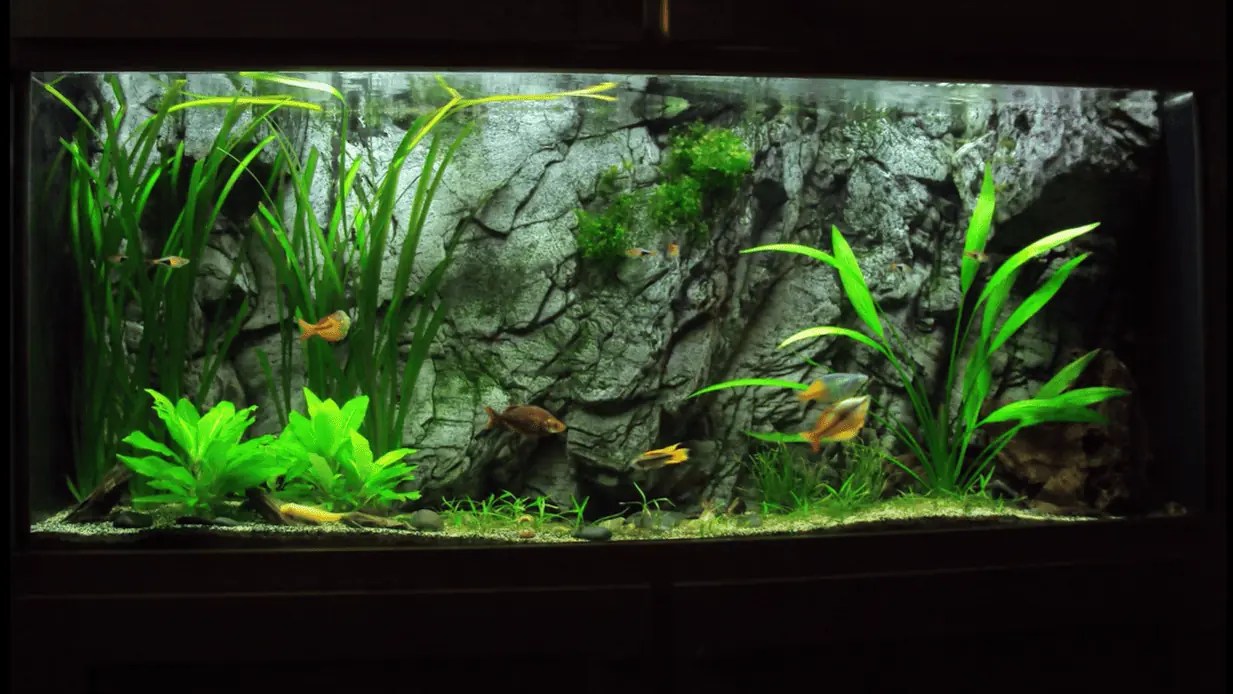Hard Water and Fish That Thrive in It (Plus Aquarium Tips)