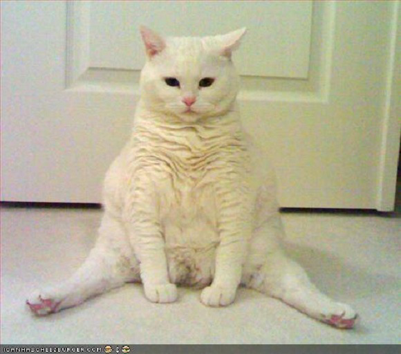 Gambar Kucing Duduk Lucu 81021+ Nama Untuk Kucing Comel, Lucu dan Unik