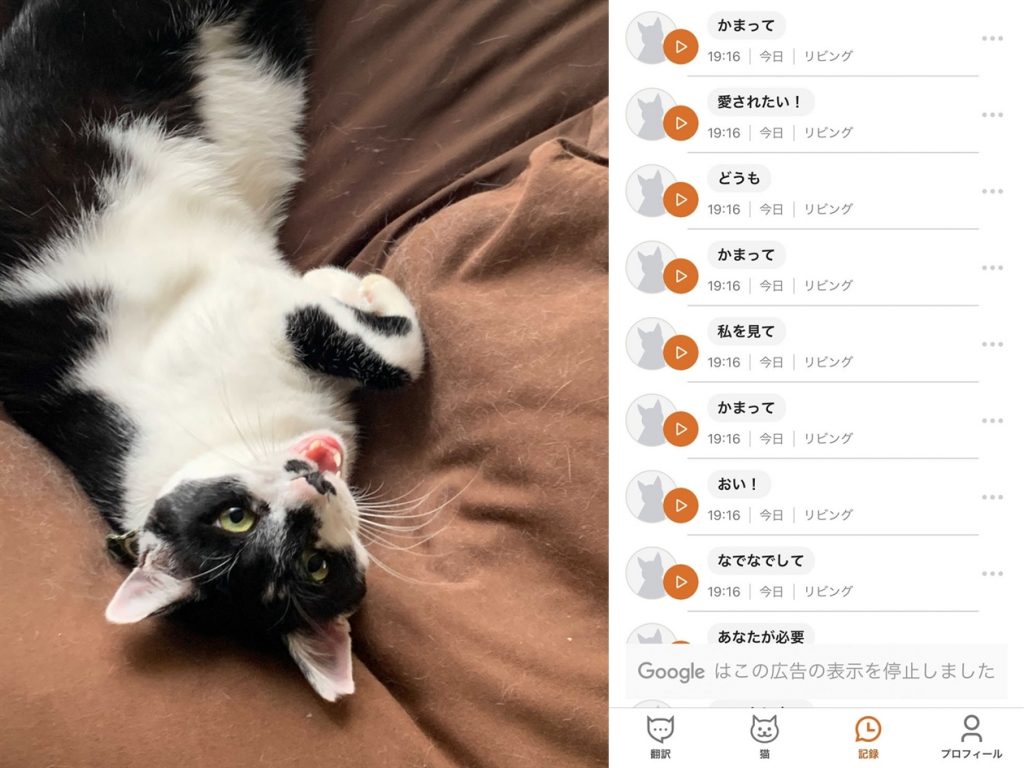 An App That Translates Your Cat's Meows into Japanese is Going Viral