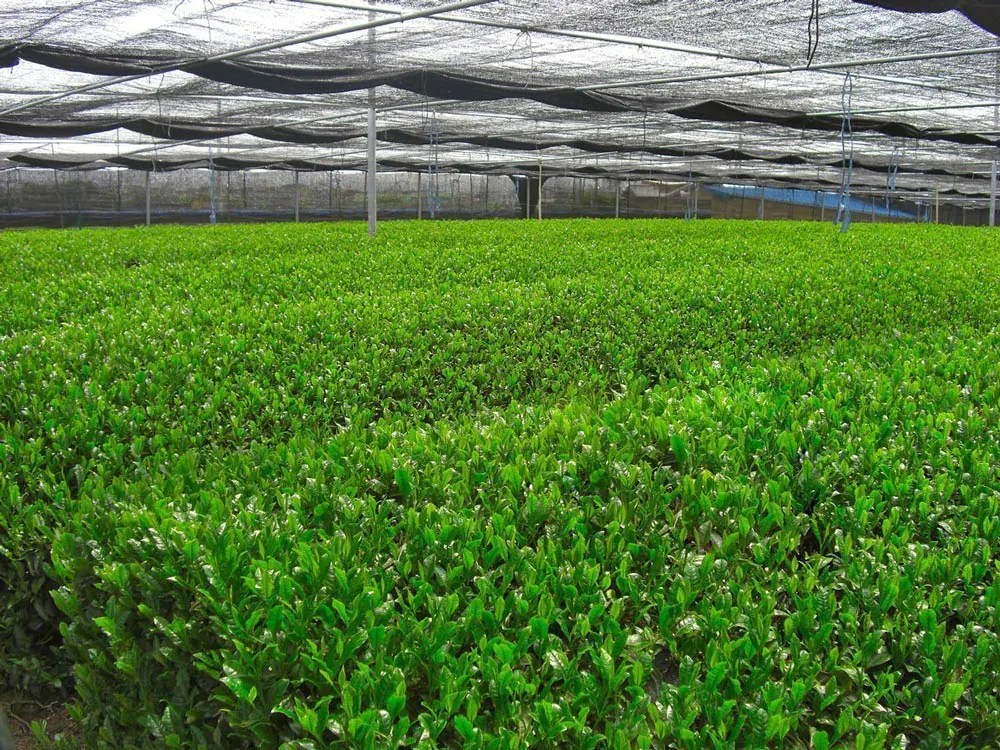 ITOEN Genmaicha Matcha Green Tea with Roasted Rice Japanstore