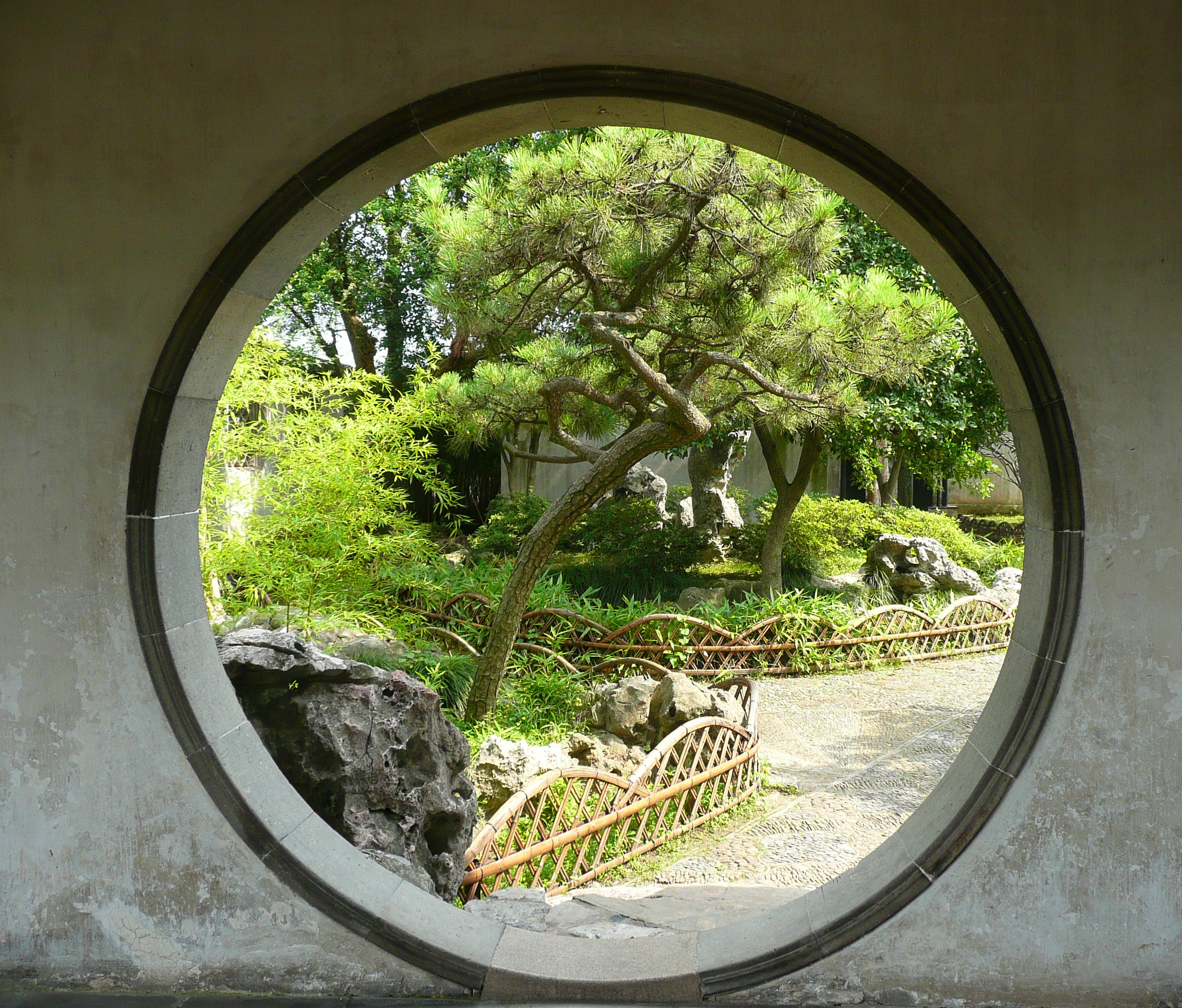 Pines in the Chinese Garden Japonica Plants Nursery
