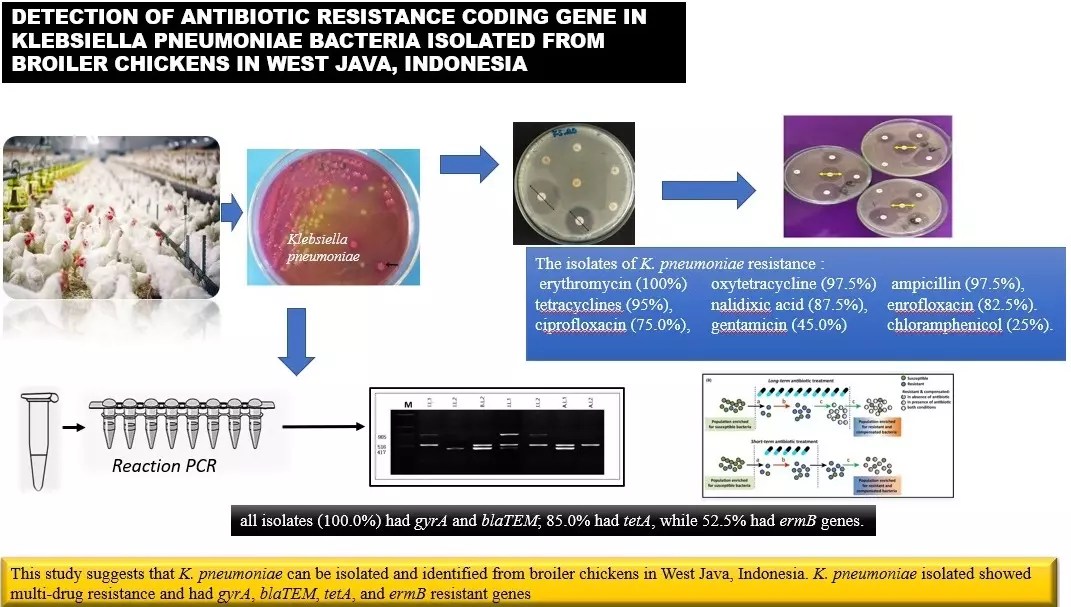 Detection of antibiotic resistance coding gene in Klebsiella pneumoniae