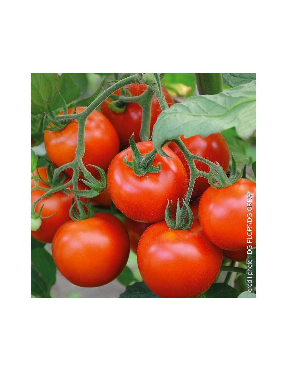 Tomate Moneymaker
