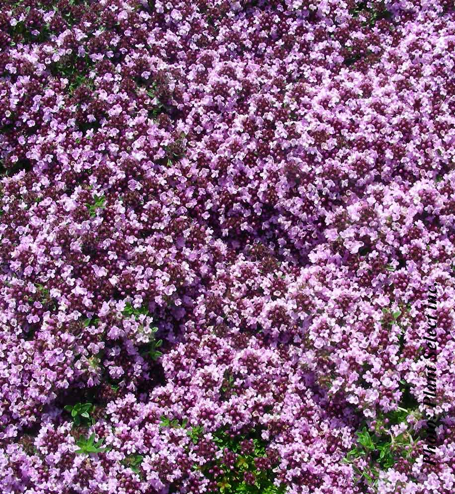 Thymus serpylum "Roseus" Thym / Thyme Nos végétaux