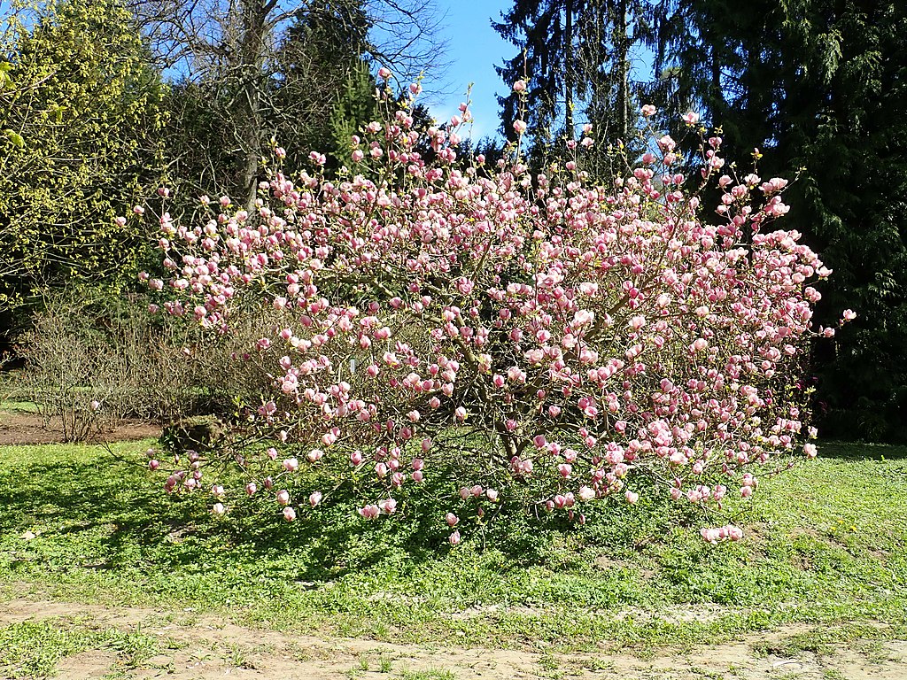 Magnolia x soulangiana "Rustica Rubra" (tige) Magnolia de Soulange
