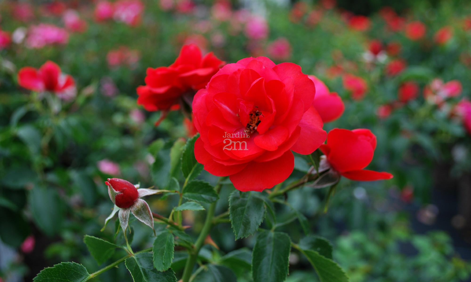 Rosa (flower carpet) "Scarlett" Rosier (Flower Carpet) / Rose Nos végétaux Jardin2m