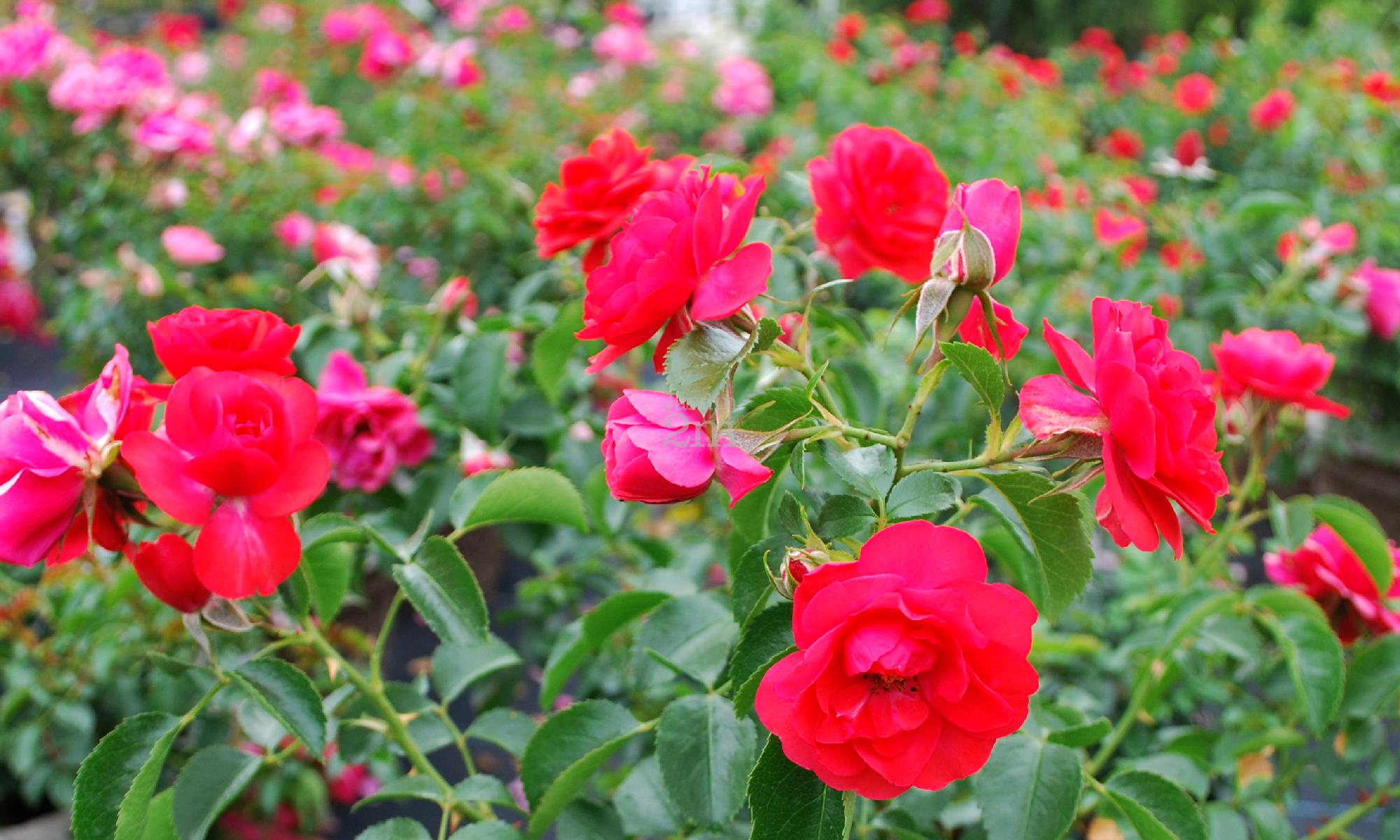 Rosa (flower carpet) "Scarlett" Rosier (Flower Carpet) / Rose Nos