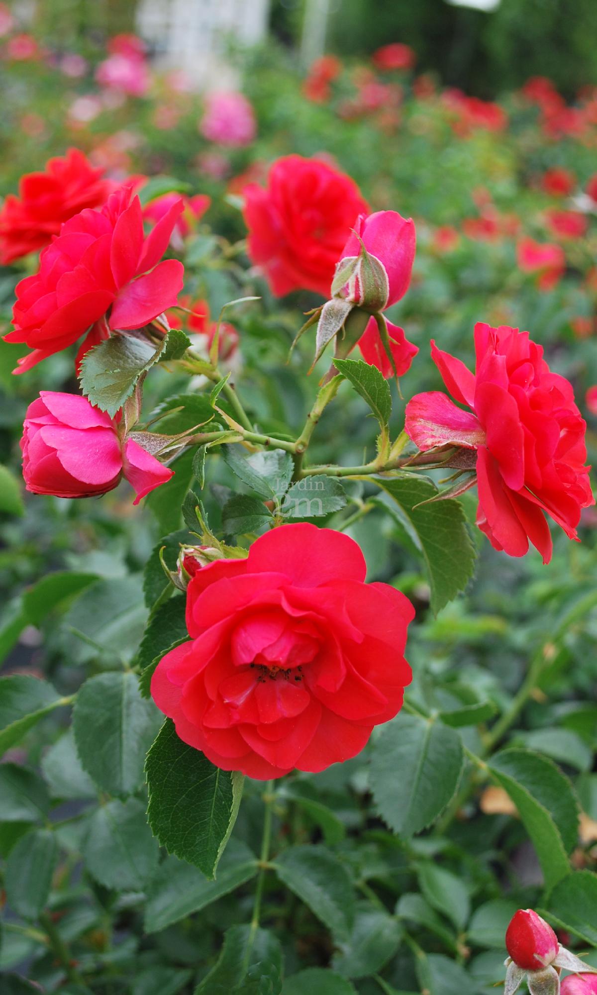 Rosa (flower carpet) "Scarlett" Rosier (Flower Carpet) / Rose Nos