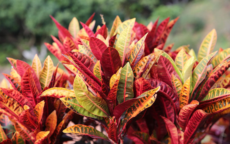 Conseils sur la culture et l'entretien des plantes de Croton Jardin