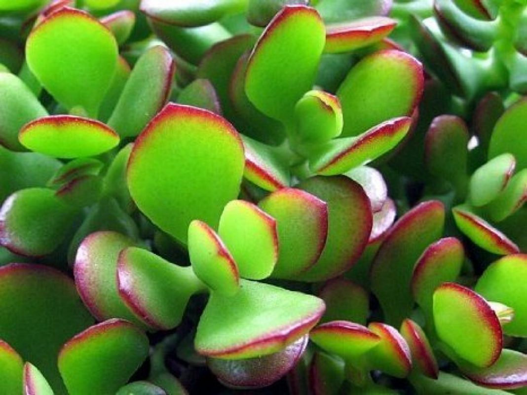 7 différents types de plantes de jade (et conseils d'entretien