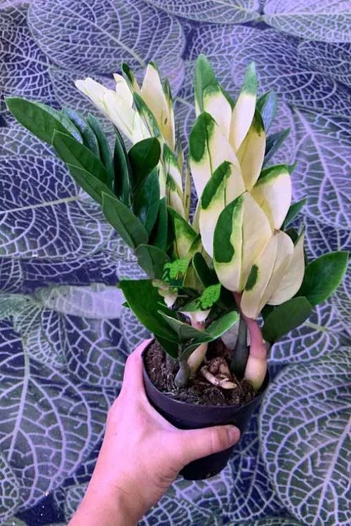 Les 5 Plus Belles Variétés de ZZ Plants Variegated Jardin de Grand Meres