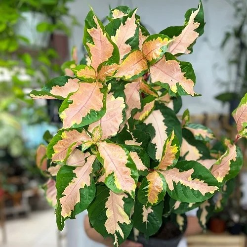 23 Types Différents de Crotons Les Meilleures Variétés de Crotons