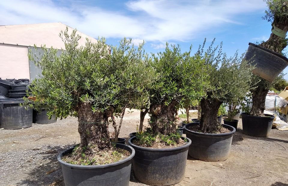 OLIVOS BONSAI Jardines Adam
