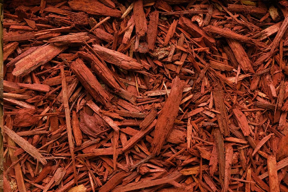 Jardines Morales Exterior Plantas Ornamentales Puerto Rico Jardines