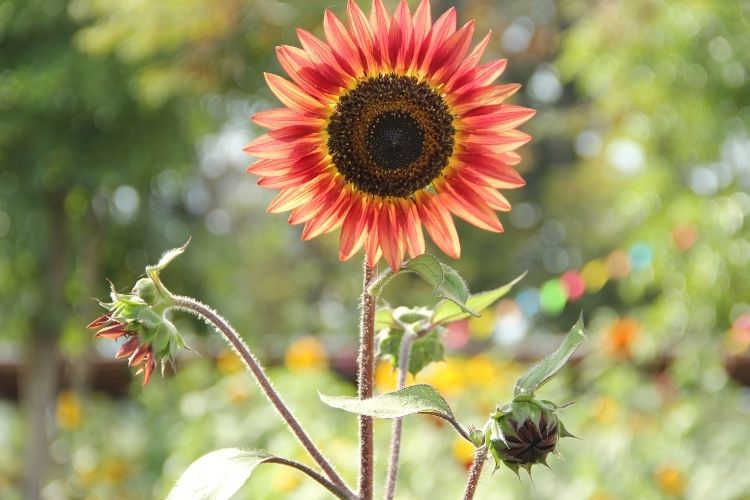 Red Sunflower Growing Guide How to Grow Some In Your Yard