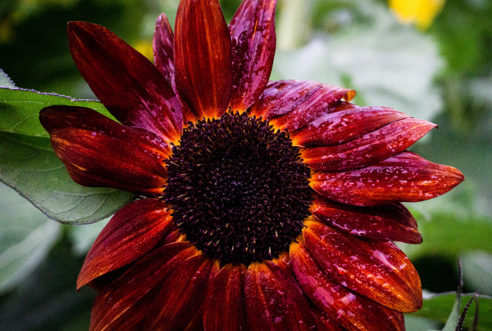 Red Sunflower Growing Guide How to Grow Some In Your Yard