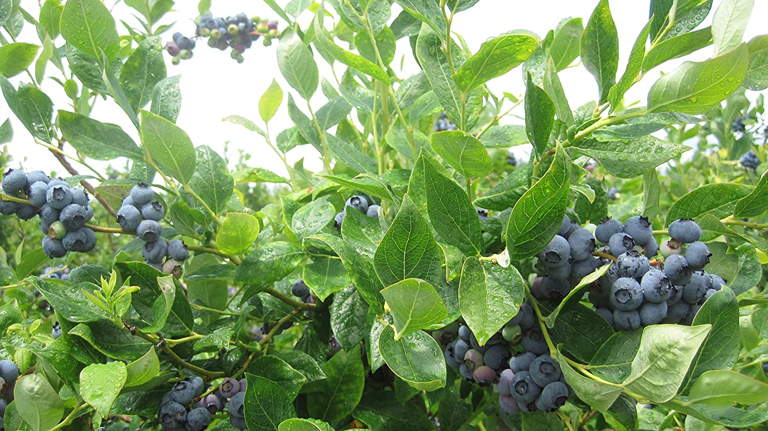 Duke Blueberry Growing Guide How To Start Your Blueberry Garden?