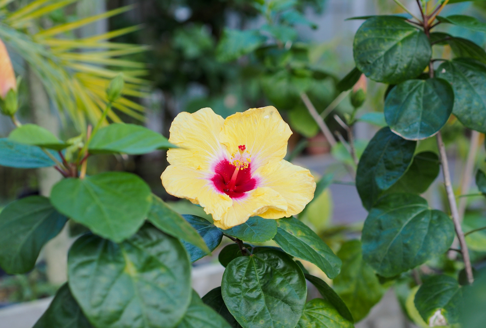 Yellow Hibiscus Growing Guide Everything You'll Need For Growing It