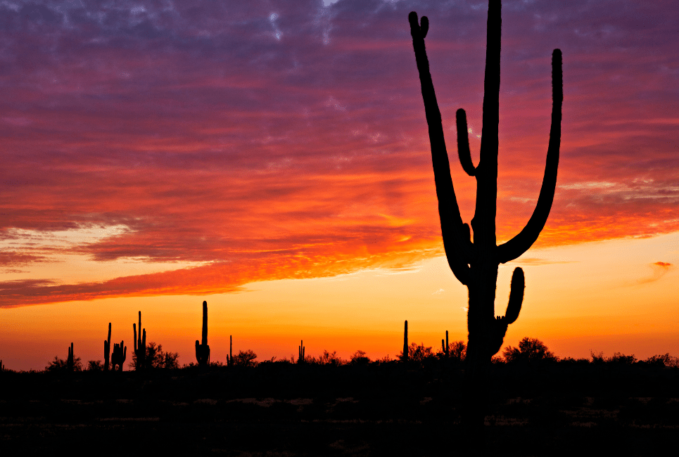 Arizona Growing Zones Explained Jardin HQ