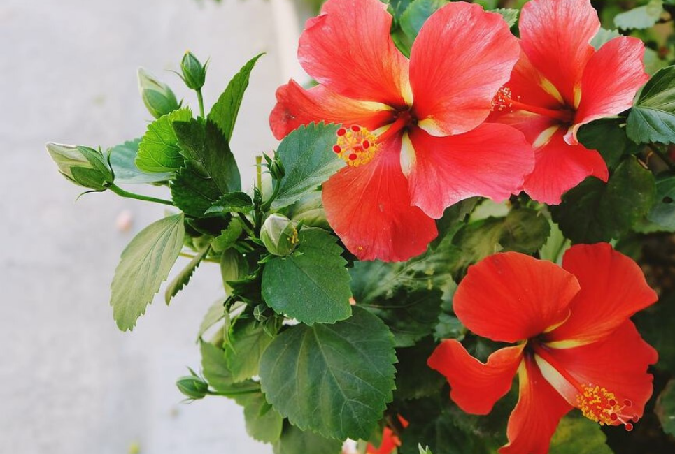 Hibiscus Types and Varieties You Can Grow In Your Yard Jardin HQ