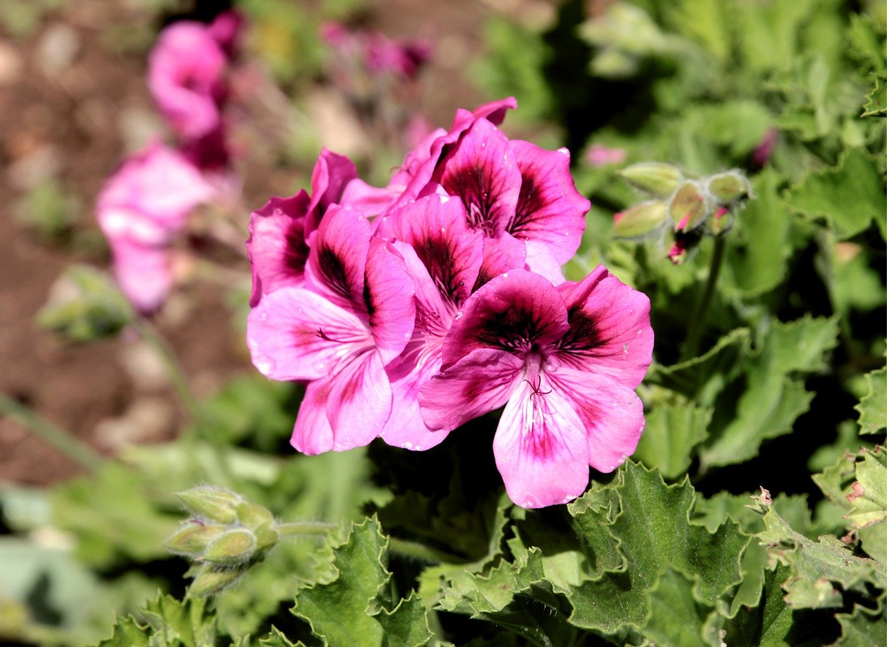 Ohio Plant Hardiness Zone Map