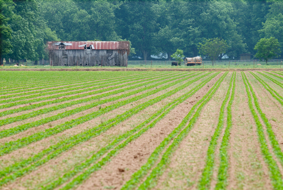 Arkansas Growing Zones Explained Jardin HQ