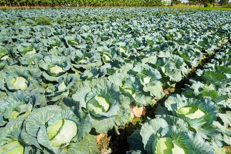 Indiana Growing Zones Explained Jardin HQ