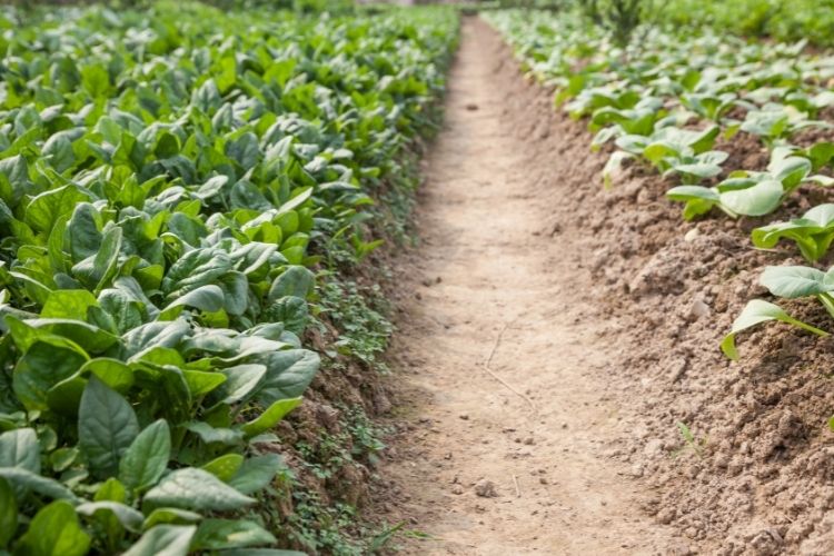 Arkansas Growing Zones Explained Jardin HQ