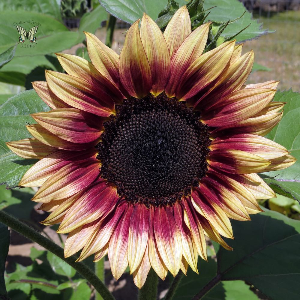 Pink Sunflower Varieties Guide Jardin HQ