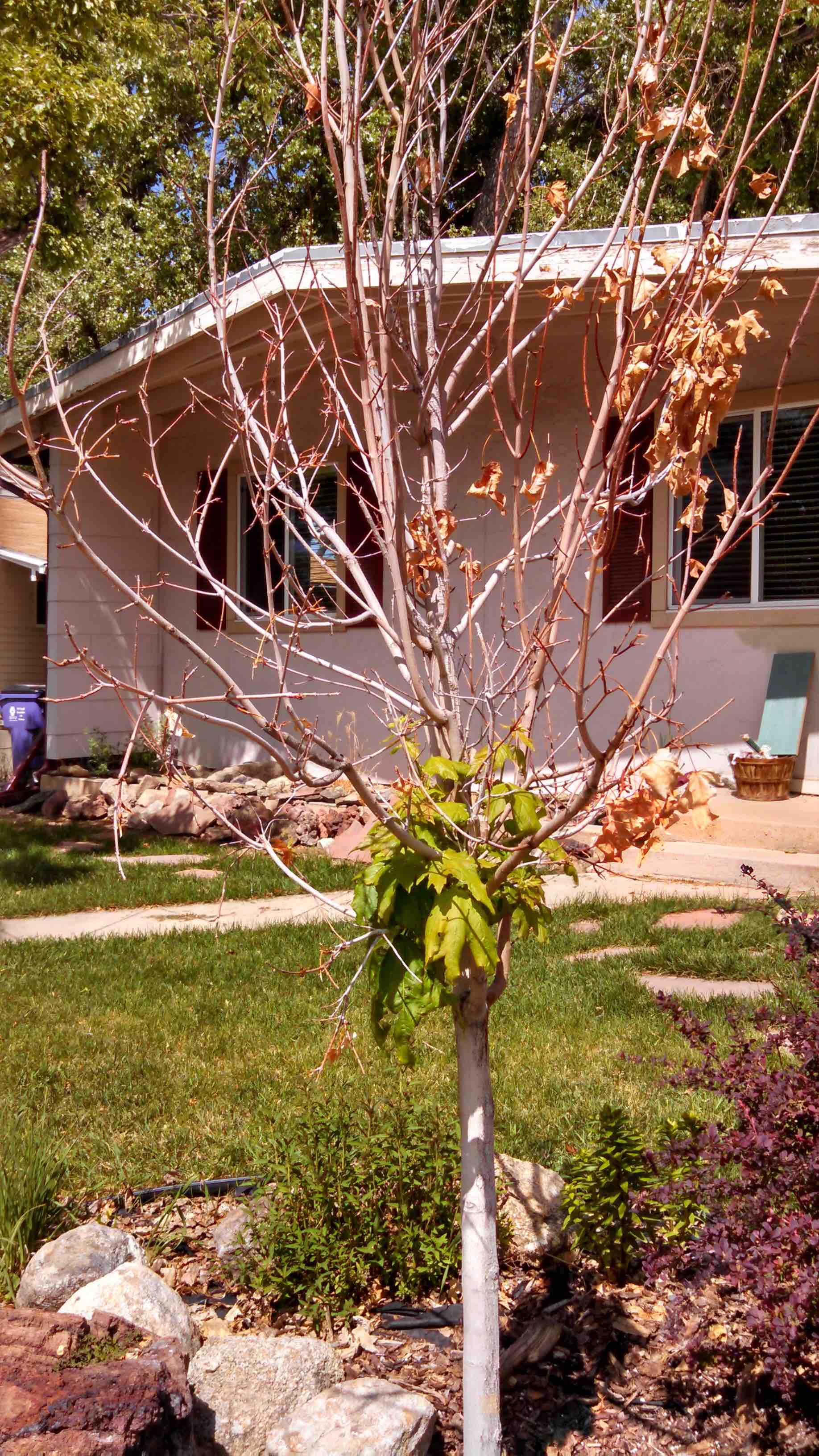 Votre Arbre Est Il Mort Grattez Pour Voir Jardinier Paresseux