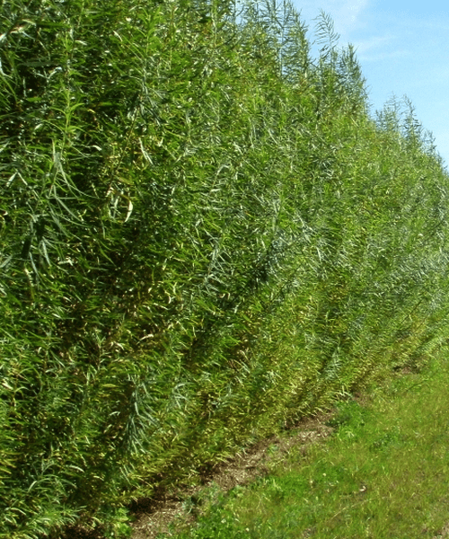 Salix viminalis Pépinière Jasmin