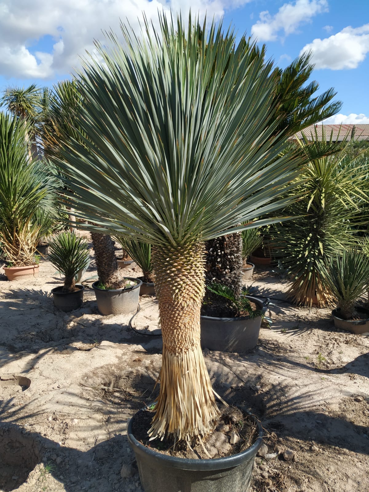 Yucca Rostrata características y cuidados (Soyate o Palmita)
