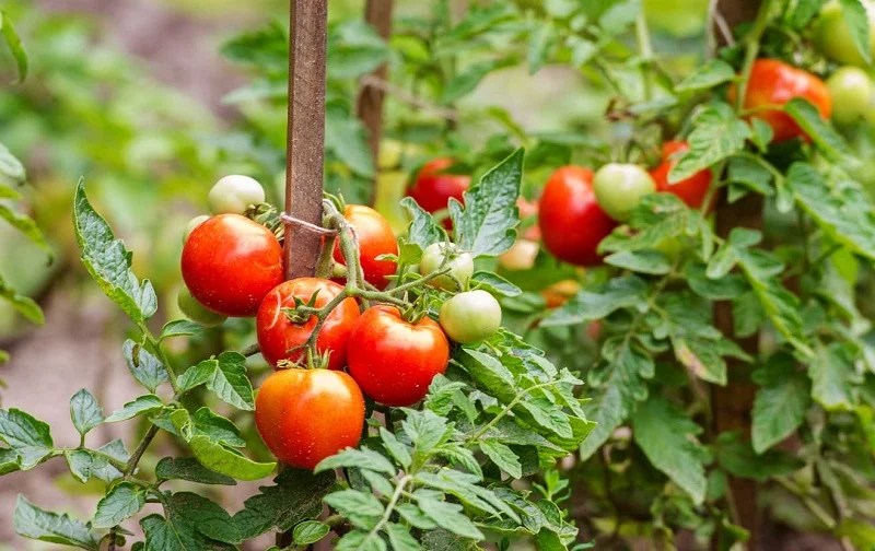 Arrosage des tomates combien de fois par semaine fautil les arroser