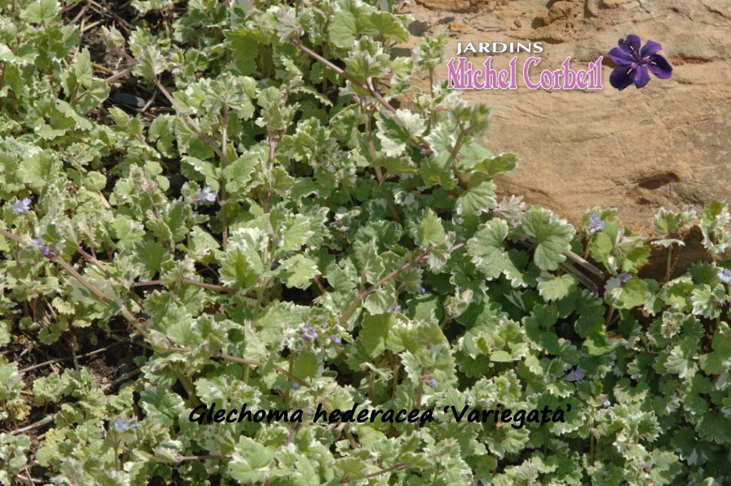 GLECHOMA hederacea ‘Variegata’ Lierre terrestre Creeping Charlie Jardins Michel Corbeil