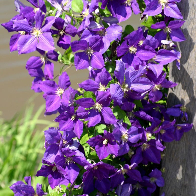 Clématite 'Jackmanii' Jardissimo