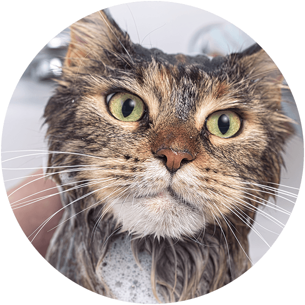 Jared the Cat Groomer Cat Grooming Vancouver, Portland