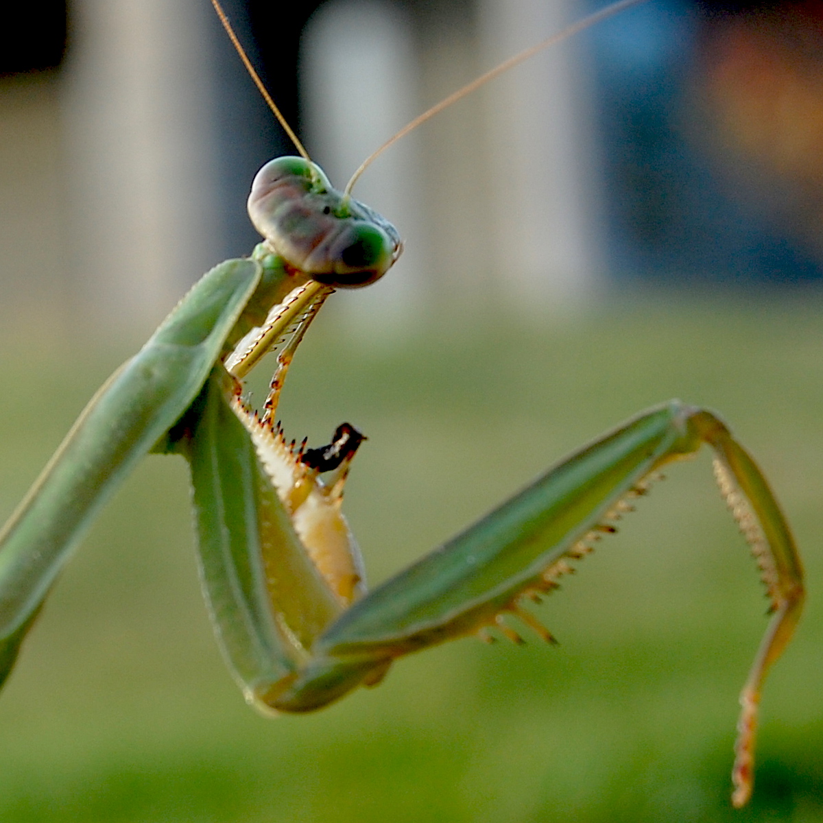Mantis | Grasshopper Devoured – How I See It