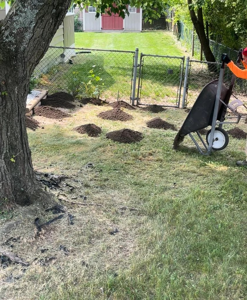 Mulching and planting Jasmine Landscapes