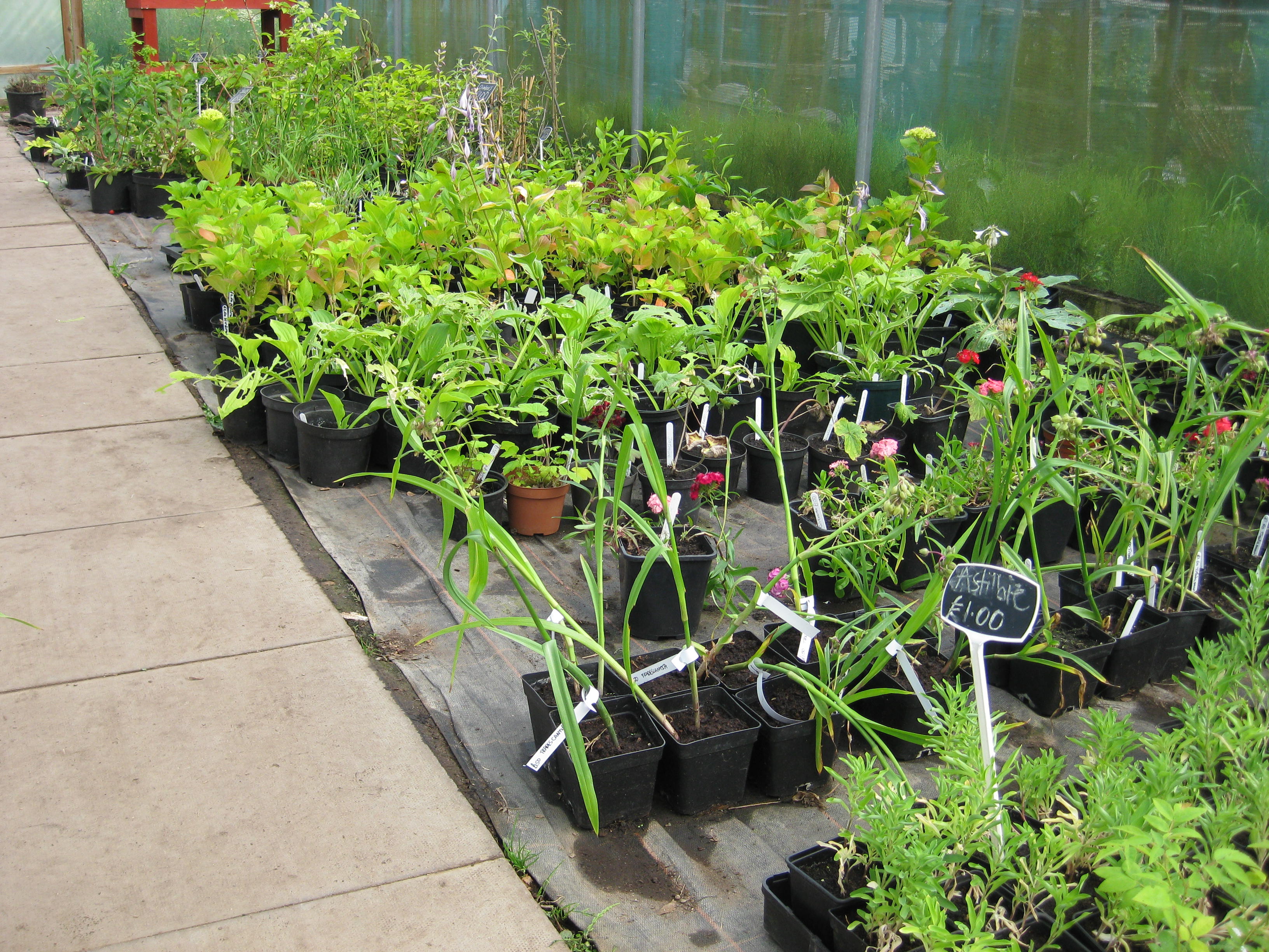 potplants Jasmine Road Community Gardens