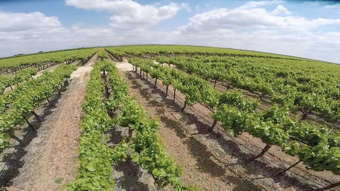 to Jasmine Vineyards