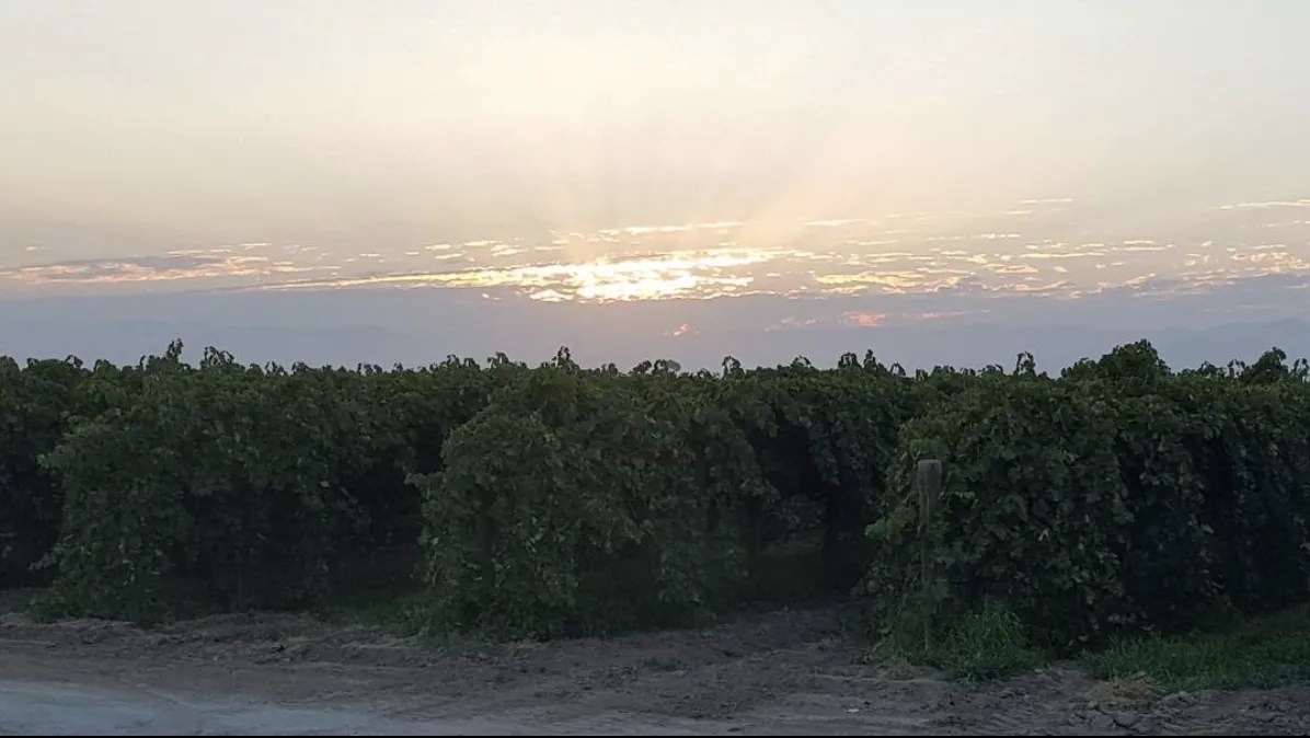 Behind the Scenes at Jasmine Vineyards Jasmine Vineyards