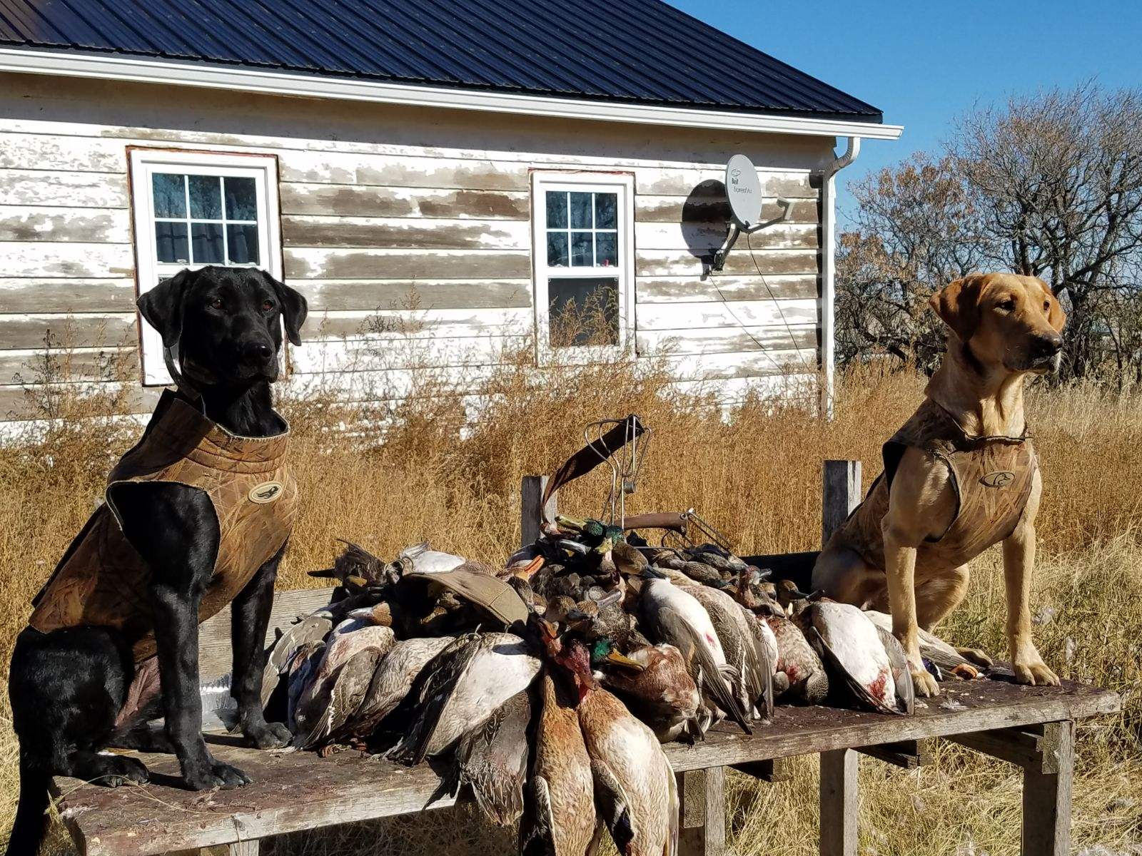 2024 2024 Duck Season Texas Mavis Shirley
