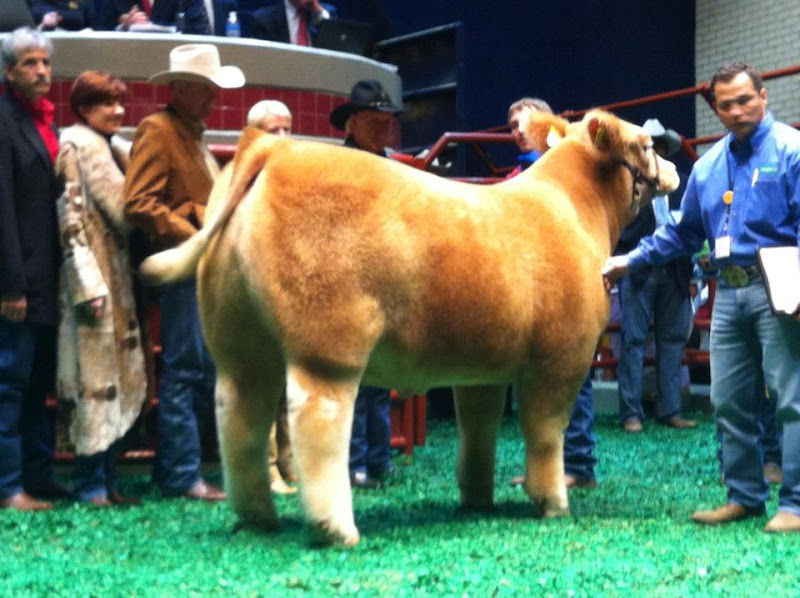 Sale Of Champions Fort Worth Stock Show Texas jasonfkoch