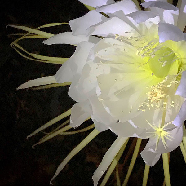 Orlando’s NightBlooming Cereus Jasongraphix