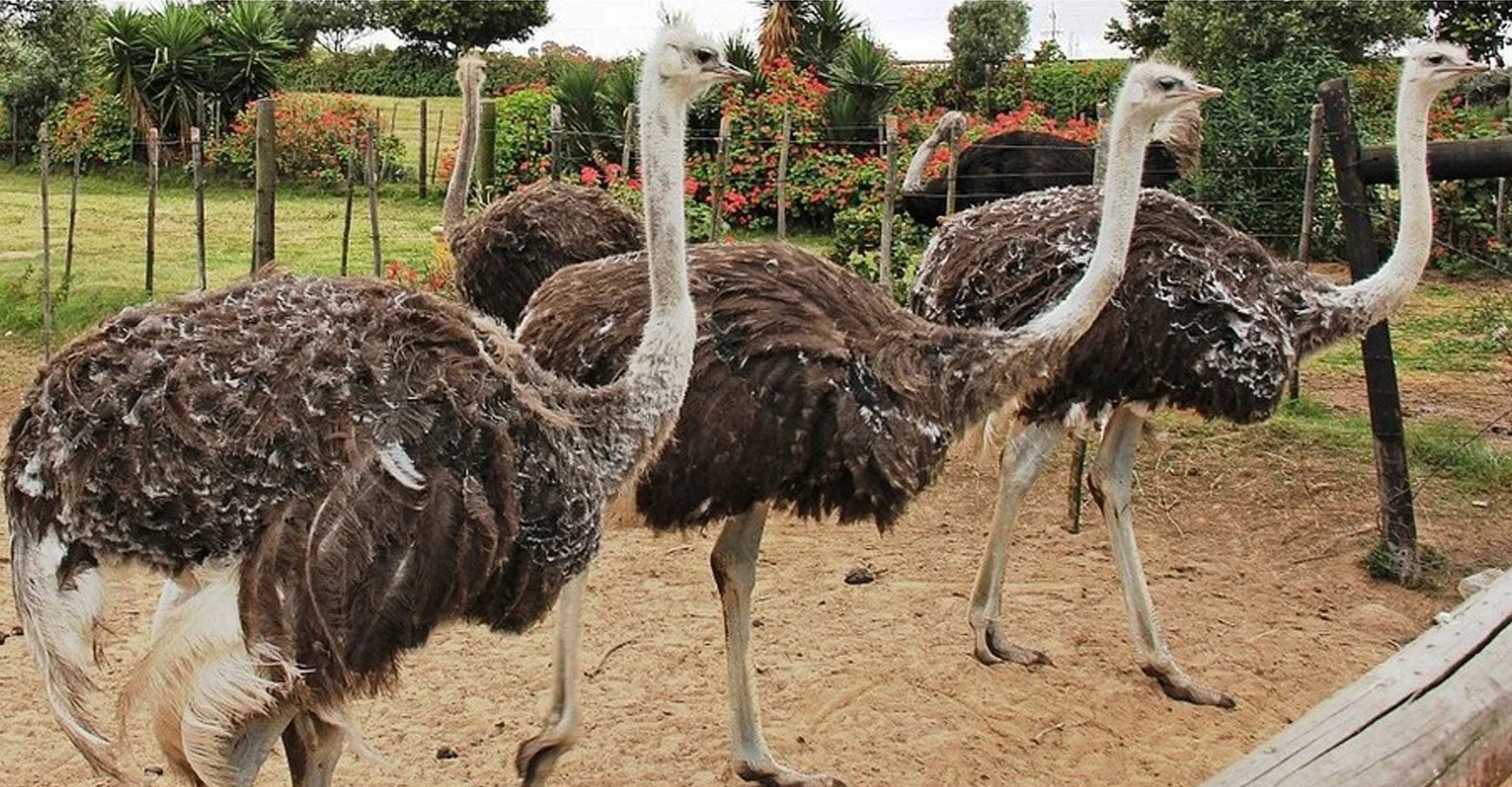 Ostrich meat sale A Veterinary Information Hub